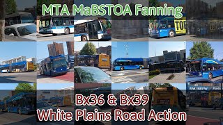 MTA MaBSTOA Fanning: Bx36/LTD & Bx39 White Plains Road Action