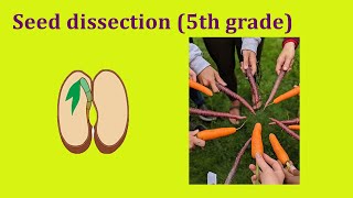Seed Dissection 5th Grade Lesson with Farmer Erin and Ms. Annalane (Service Members in  Michigan)