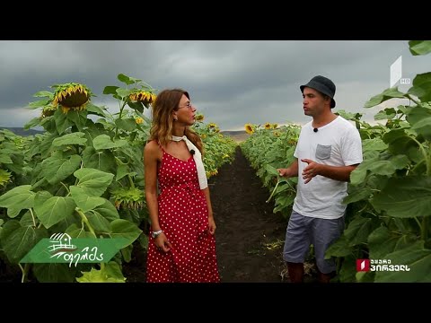 ვიდეო: მზესუმზირის მოსავლის აღება: როგორ ავიღოთ მზესუმზირის თესლი