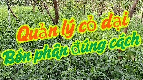 Quản lý cỏ dại và bón phân đúng cách trong vườn cây ăn trái