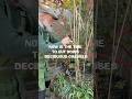 Cut down grasses