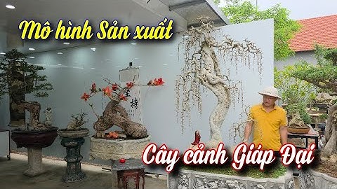 Bất ngờ trước mô hình của người sản xuất, chơi cây cảnh trên 30 năm ở huyện Lục Ngạn Bắc Giang.