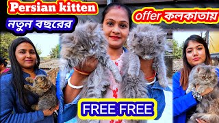 কলকাতায় নতুন বছরের অফার Persian kitten babyCat Price in kolkataKolkata Persian Cat Price update