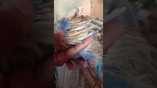 Pintinho Frisado Pelado.