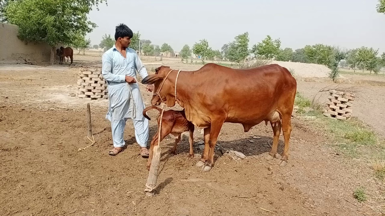 Watch sahiwal croos cow for sale in punjab Pakistan on