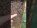 Bienenkönigin