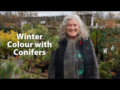 Video: Bright Winter Conifers – Kleurrijke Coniferen Voor Wintertuinen