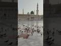 انشودة سموت بنور يضيء الدنا صل الله عليه وسلم  