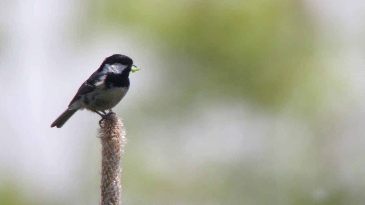 ヒガラ・プレゼント・さえずり Coal Tit Love song with the present