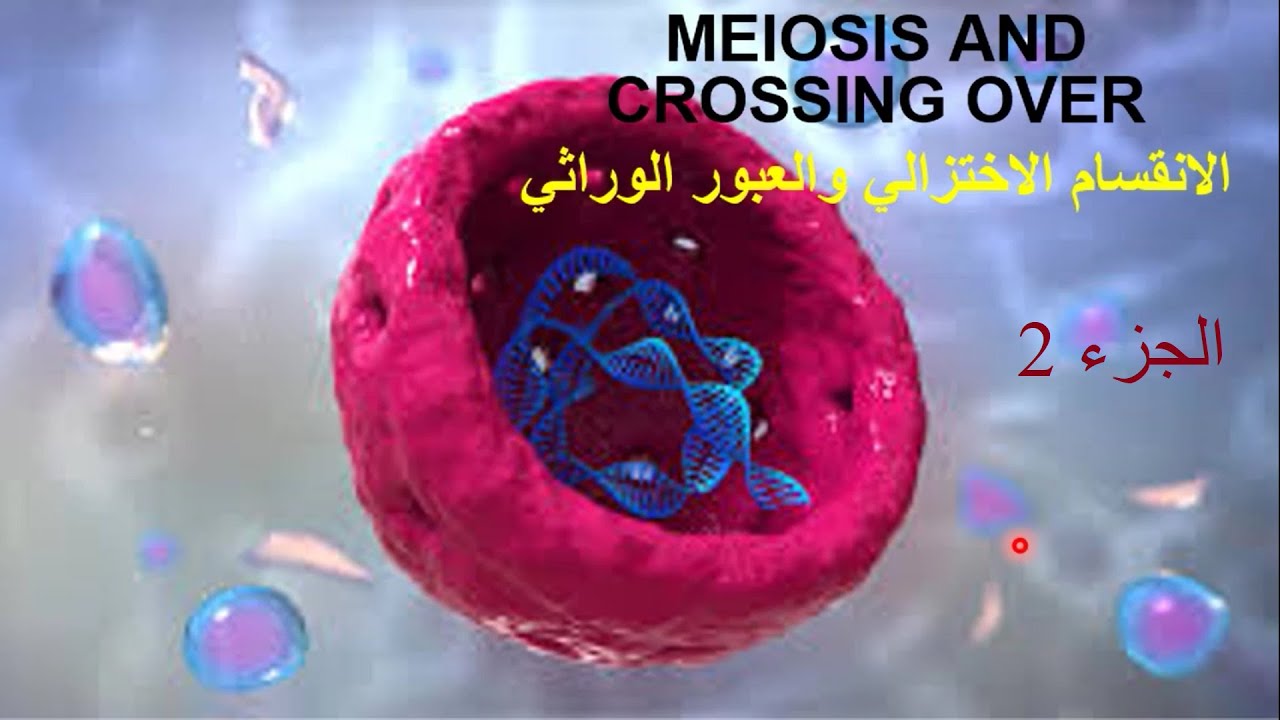الأنقسام الخلوي -الجزء الثاني -الأنقسام الميوزي Meiosis -د.منى سمير
