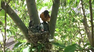 Robin Bird Feeds Baby Birds THEN EATS POOP (fecal sac) 4K