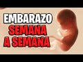 🤰 EMBARAZO SEMANA A SEMANA 📅 ANIMACIÓN en 3D ✅