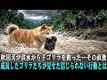 秋田犬が洪水から子ゴリラを救った…。その直後、成長したゴリラたちが見せた信じられない行動とは――。
