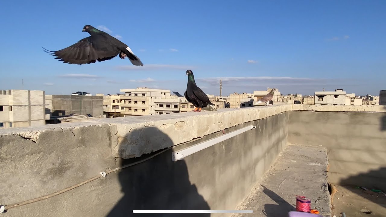 صيد هندي شاهدو الحلقة 