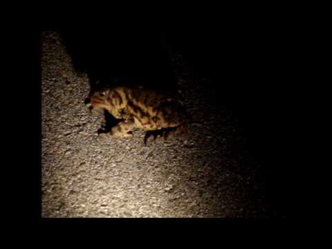 spring court paris American Toad eating a sow bug April 10th 2011 Ontario