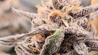 Check Those Lower Buds Now #growtip #marshydro #harvest