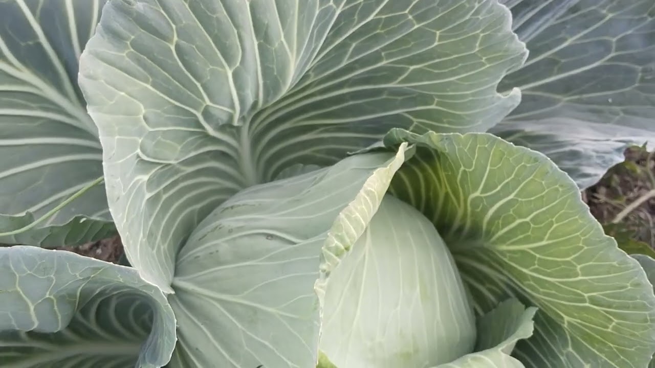 "نبات الكرنب: صديق القلب وحامي الجهاز الهضمي من أول لقمة"