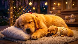 Dog Sleep Sounds 💤 12 Hours of Calming Pet Music | Anxiety Relief for Dogs Home Alone screenshot 5