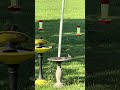 🐦 Birdwatching in Arkansas #119: Even the "Cleaner" Birds Have Their Drama