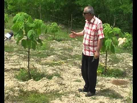 ინფორმატორი -16 06 15 -იმერვიზია 2015