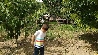 Bahçede Serhad Ile Meyve Topluyoruz