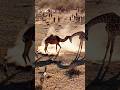🐪🦒 EPIC BATTLE: Camel vs Giraffe in the Wild! Who Wins? 😱😲🚨 #junglechallenge #animals