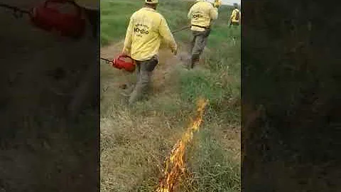 Como surgem as queimadas na Amazônia?
