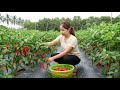 Harvest 1000+ Kg Of Super Sweet Long Chili Goes to market sell - Make A Path In The Garden