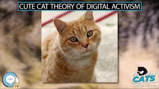 Cute cat theory of digital activism 🐱🦁🐯 EVERYTHING CATS 🐯🦁🐱