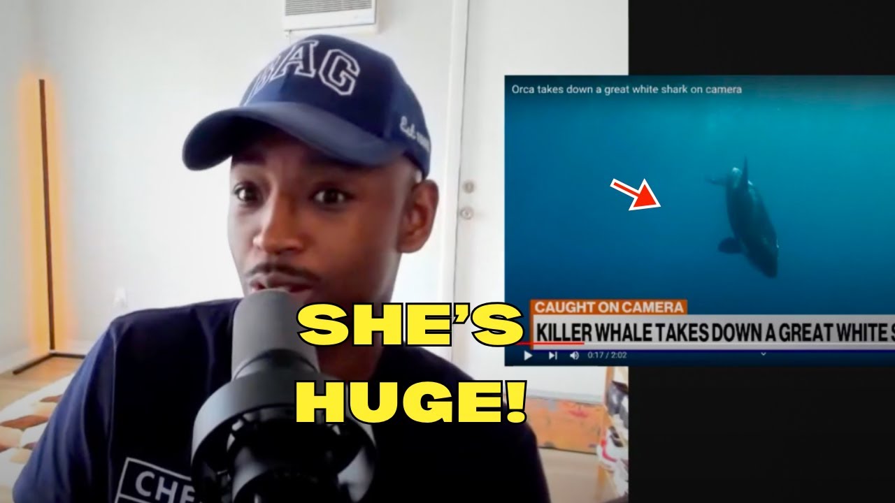 Orca Takes Down Great White Shark On Camera! [REACTION]