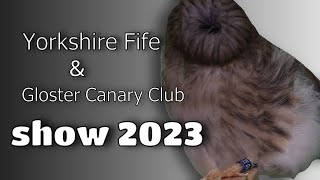 Yorkshire Fife & Gloster Canary Club Show 2023