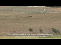 Montagu&#39;s Harrier