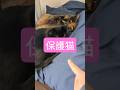 保護猫の性格　#shorts#short#猫#猫動画 #子猫#ペット