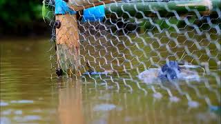 Primitive technology- Making Trap To Catch Catfish Using Steel cage Large scale to lure fish (100%)