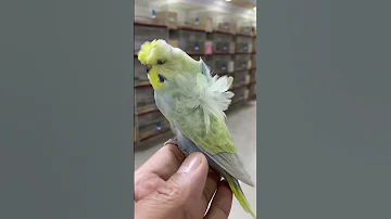 بادجي رينبو هوجرومو مزرعه الهاوي المميز كامل محمد مصر Short 