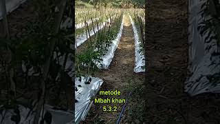 Metode Mbah Khan Lombok 53 2 