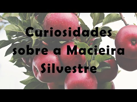 Vídeo: O que são maçãs silvestres – Aprenda sobre os tipos de macieiras silvestres