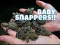 FHF: Baby Alligator snapping turtles!!