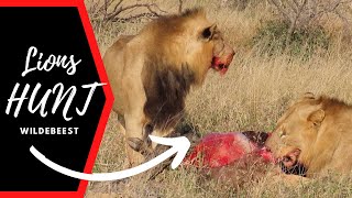 Watch how these Lions Feed. Amazing!