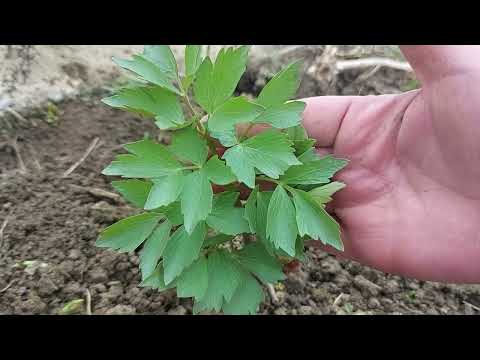 Video: Lovage Herb - Ինչպես աճեցնել սոխը