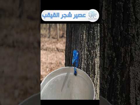 استخراج مشروب عصير من جزوع شجر القيقب بكندا