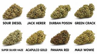 Every Sativa Strain That Actually Feels Different Guide