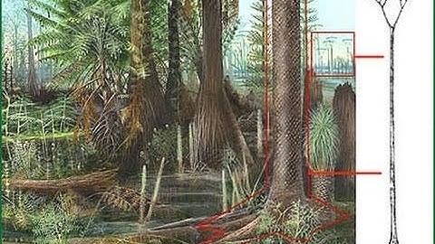 FASCINATING FOSSILS: THE LEPIDODENDRON / SCALE TREE - SAGINAW, MICHIGAN