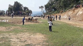 Nyuj Sib Nraus Nyuj Huab Tsheeb - Nyuj Paj Cawv