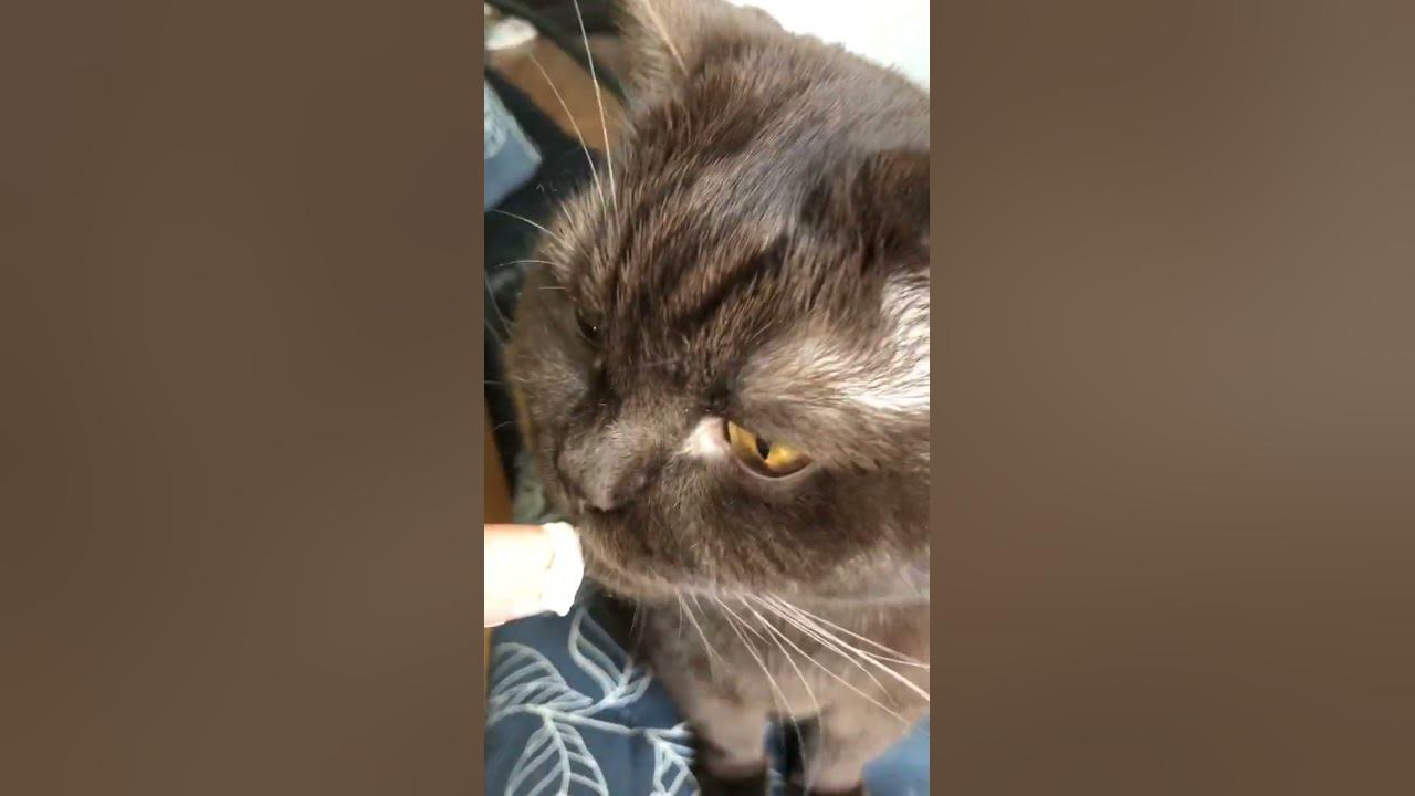 Кота вам в ленту, сырный кот Мася - YouTube