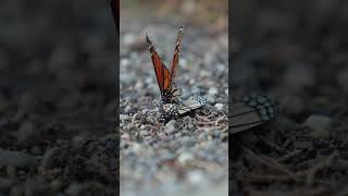 It's Love Making Season - 🦋 Butterflies in the Wild 😮 #nature