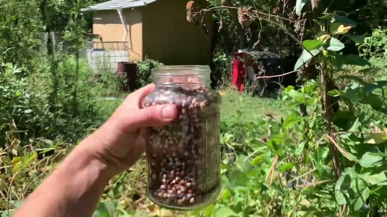 Cowpea, a hot humid dry weather food source