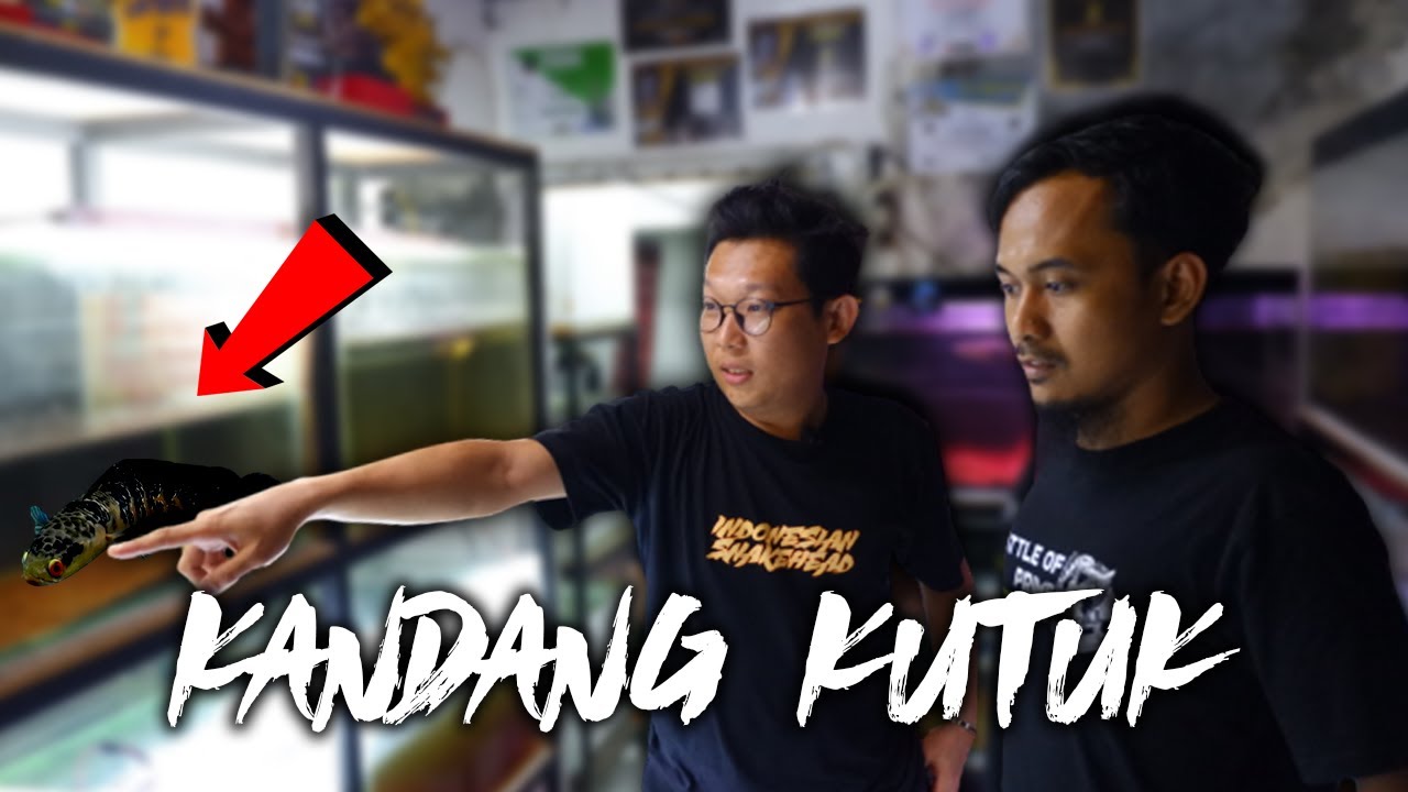 Setelah sekian lama.. Review koleksi terbaru kandang kutuk di kota Semarang