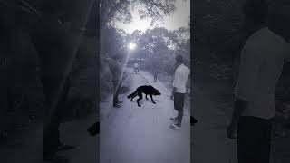 Wolf In Village Part 1Nnb