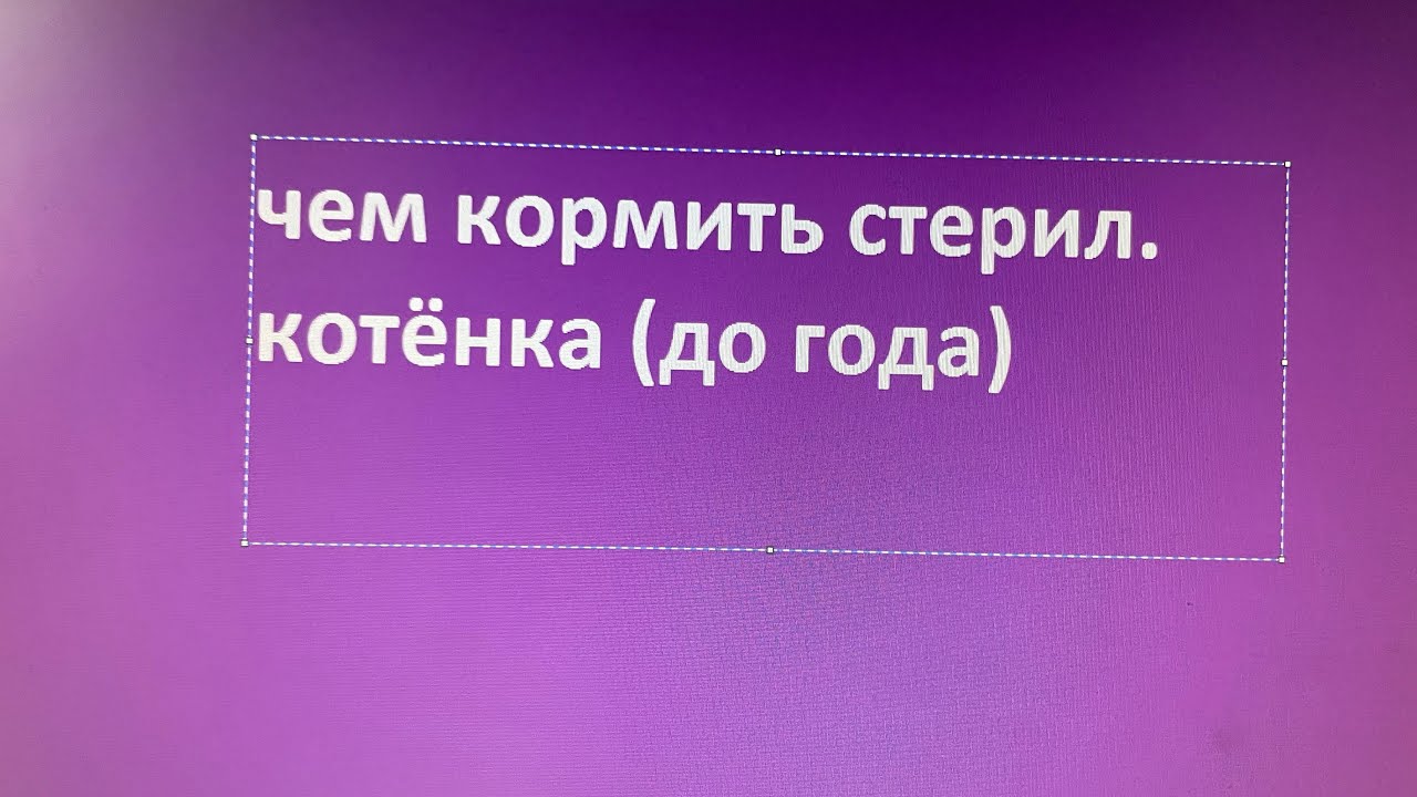 Стерил. котята: чем кормить, котятами или стерилами? - YouTube